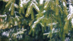 Красивый снегопад зимой в лесу | Футажи красивая природа [FullHD]