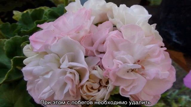 Пеларгония Dovepoint — описание, посадка и уход смотреть онлайн