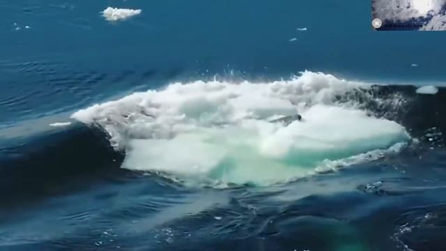 Касатка напала на человека. 5 несчастных случаев со смертельным исходом смотреть онлайн