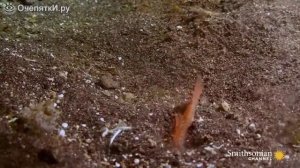 Морской червяк нападает на рыбу)