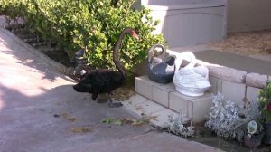 Лебедь-садовник. Удивительно умная птица!