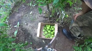ЖИЗНЬ ПРОСТОГО ПАРНЯ В СИБИРСКОЙ ГЛУБИНКЕ, УРОЖАЙ ЧТО НАДО.