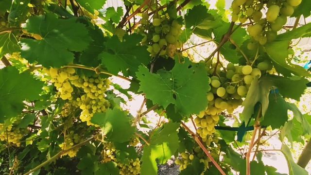 Младшая сестра - Рассказ