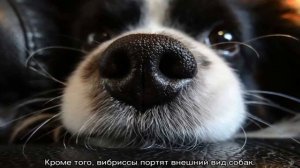Зачем собаке усы: можно ли стричь их и что будет