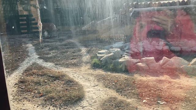 Любимый город Алматы. Наш зоопарк. Карантин смотреть онлайн