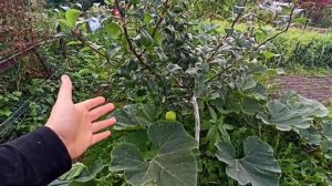 Груша Августовская Роса. Обзор сорта.