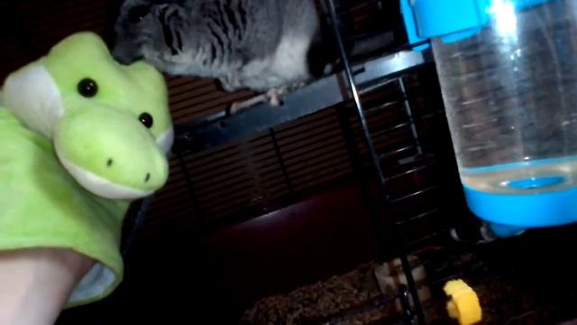 Шиншилла против игрушки смотреть онлайн