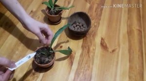 аэрангис артикулата. Aerangis articulata. Пересаживать или нет?