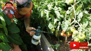 Кефир и сыворотка - помощники в огороде!