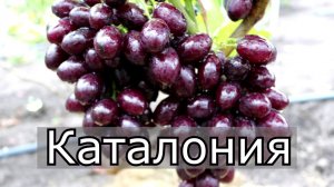 Виноград Каталония. Новая гибридная форма Бурдак А.В. с ультра ранним сроком созреванием..mp4