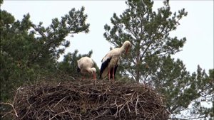 АИСТЫ ( Джеймс Ласт- Наденька)