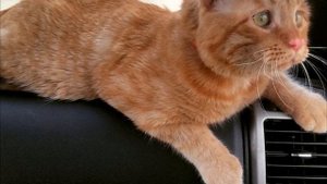Пара взяла самого грустного кота, и вот, как он изменился всего за час. Верится с трудом!