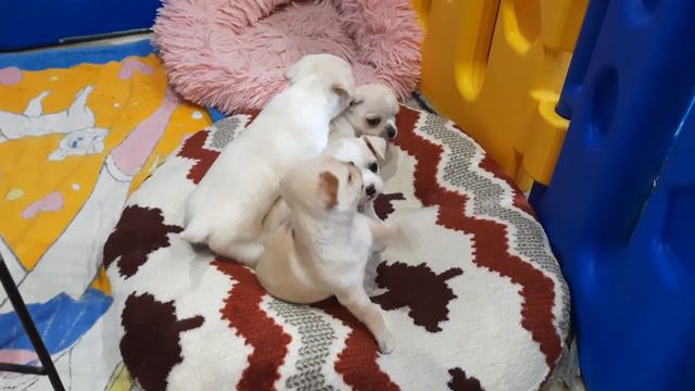 милые щенки чихуахуа,игры малышей,милота, продам купить, мини собачки, Симферополь Крым Кастропуло
