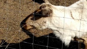 Рысенок Лира у северных оленей