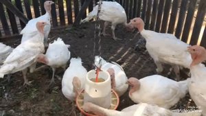 Загон для индюков