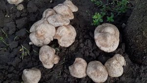 Грибы под абрикосом