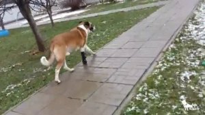 Протез для собаки. Скромняга Форест в протезе