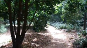 Ботанический сад Аделаиды опасности в австралии Adelaide Botanic Gardens  2