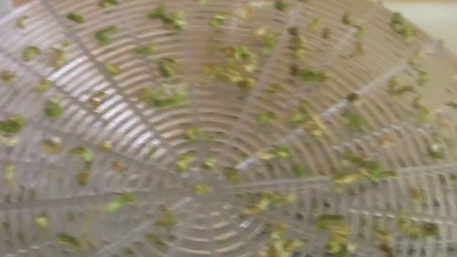 Как приготовить "соль" из сельдерея:)