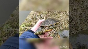 Зимование Краснухой черепахи.