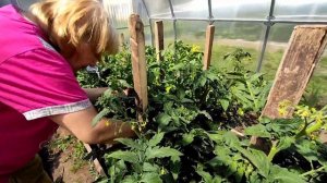 ТОМАТЫ ГНОМЫ В теплице!