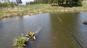 Рыбалка в Удмуртии. Пруд в деревне Подшивалово.