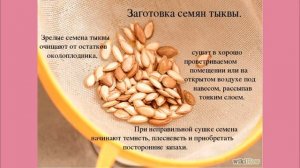 ТЫКВЫ СЕМЕЧКИ__СМОТРИ И ЧИТАЙ