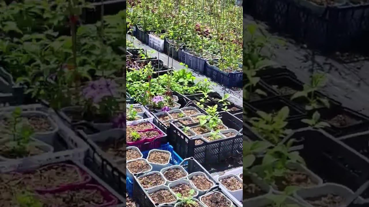 Клематисы. Саженцы. Спрашивайте каталог на вацап 89193271772 #клематисы #питомник смотреть онлайн