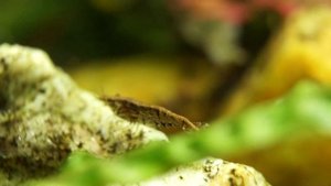 Синие и красные креветки в одном аквариуме. Какое потомство у них получится?