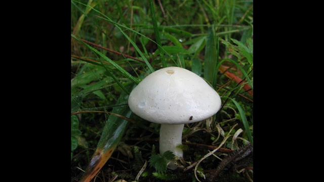 Clitopilus Prunulus