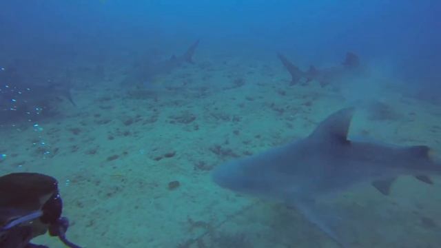 ДАЙВИНГ С АКУЛАМИ!!! КУБА!!! АКУЛА-БЫК НА РАССТОЯНИИ РУКИ смотреть онлайн