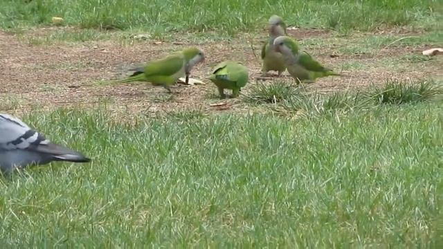 Quaker parrot Diet смотреть онлайн