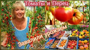 ТОМАТЫ ПРОБИЛИ КРЫШУ  Пора вершковать.Подкормка томатов - Урожай  ящиками Устали собирать