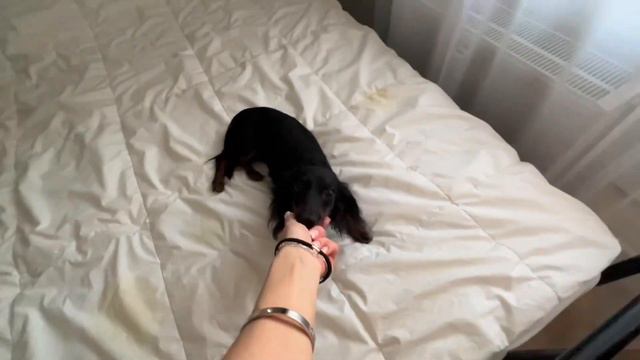 Переезд в Таиланд , сборы чемоданов , перелет с собакой за границу . Мы смогли ! смотреть онлайн