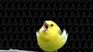 Крик ужаса, боли и отчаяния