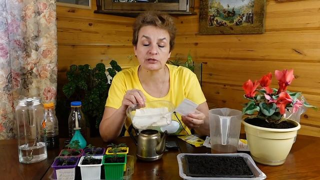 Три способа посева томатов для начинающих
