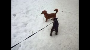 Нервный песик Жека