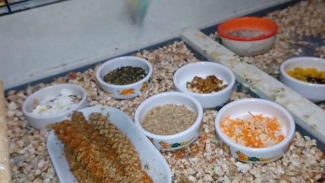 Секреты разведения / амадина гульда без нянек смотреть онлайн