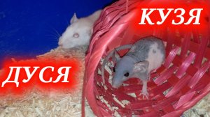 Особенности содержания декоративных крыс. Наши милахи, Кузя и Дуся.