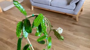 Чем пахнет Hoya Villosa long?!