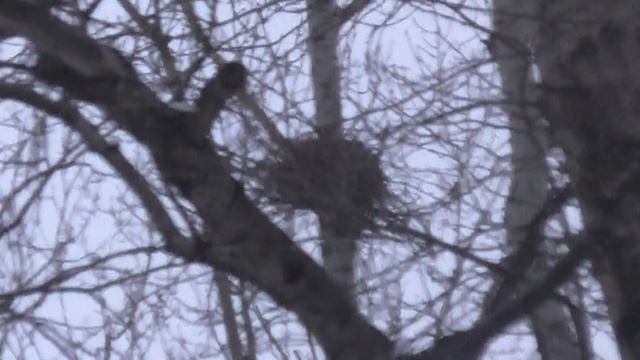 ПРЯМО В ЦЕНТРЕ ГОРОДА! ПТИЧЬИ ГНЁЗДА НЕИЗВЕСТНЫХ ПТИЦ В ГОРОДСКОМ ПАРКЕ.IN THE CITY CENTER смотреть онлайн