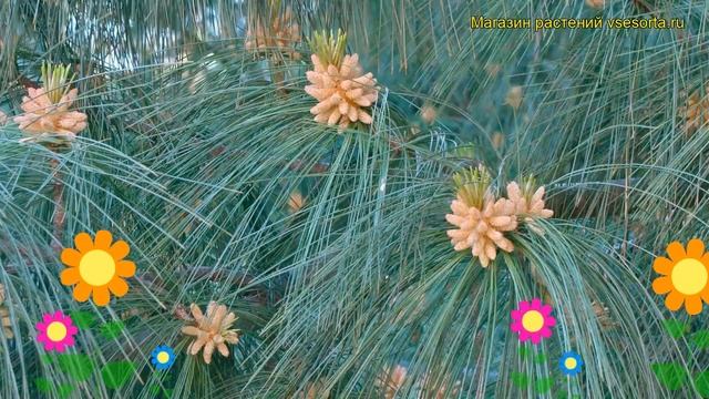 Сосна гималайская (Сосна гималайская). Краткий обзор, описание характеристик, где купить, саженцы смотреть онлайн