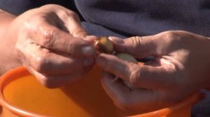 Голова садовая - Подготовка чеснока к посадке