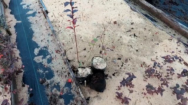 Какие саженцы голубики лучшие