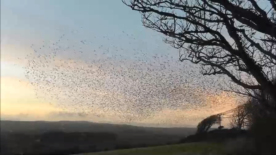 Dancing Birds ♪ By JJc