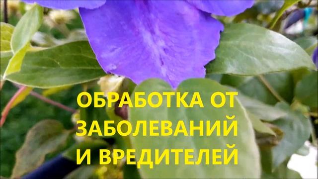 КЛЕМАТИСЫ В СЕНТЯБРЕ. ЧТО СДЕЛАТЬ, ЧТОБЫ КЛЕМАТИС ЗАЦВЁЛ ОБИЛЬНО И ПЫШНО НА СЛЕДУЮЩИЙ ГОД смотреть онлайн