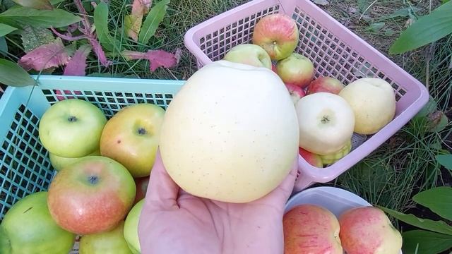 Как поспевают поздние сорта яблок.Жара спутала сроки созревания.Высаживаем пион Миртли Джентри.2022 смотреть онлайн