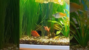 #Радужницы, #Аквариумные рыбки,