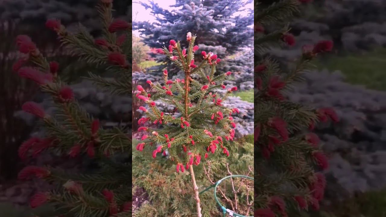 Редкие хвойные!Picea abies Rydal Ель обыкновенная Ридал на штамбе