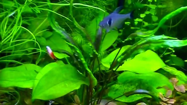 #Aquarium. Чёрный фантом в растительном аквариуме. смотреть онлайн